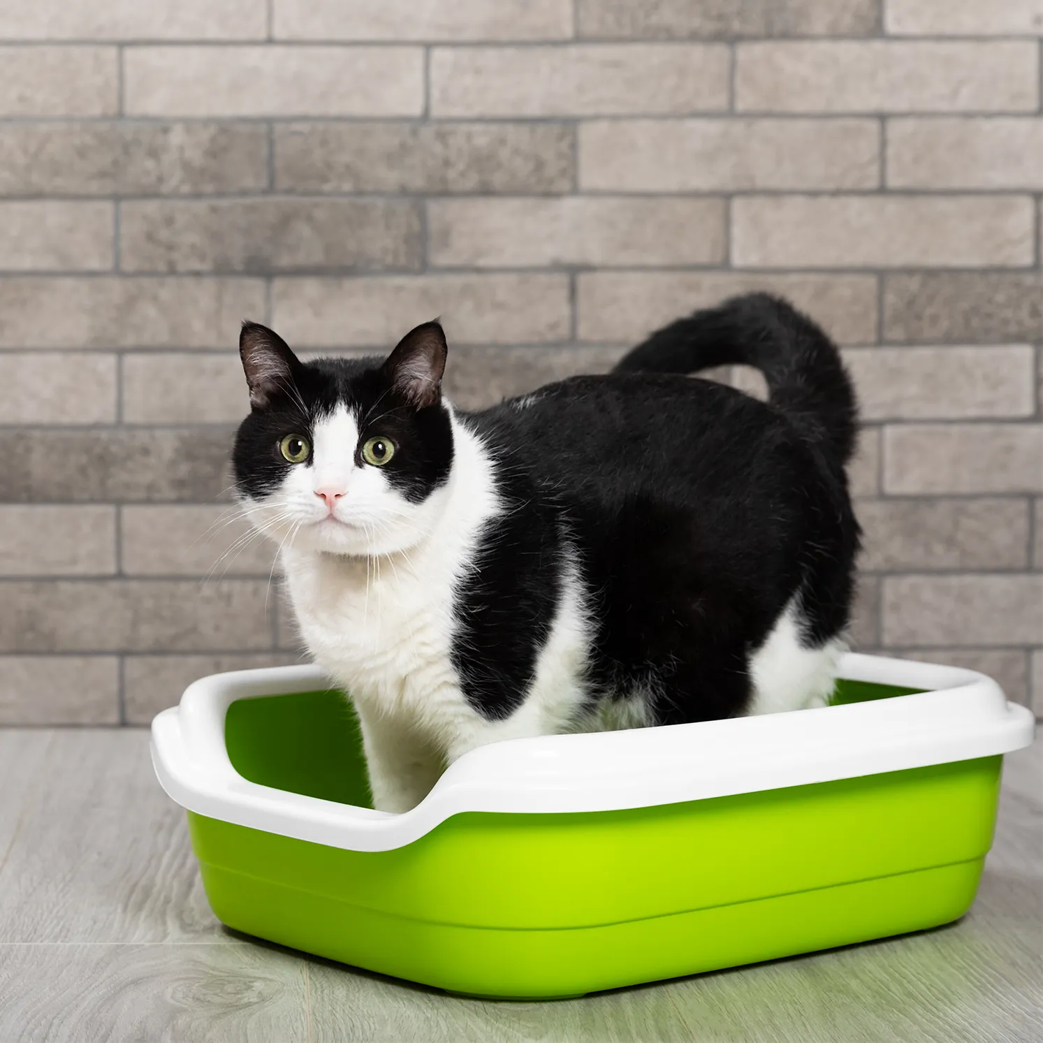 Kind cat litter